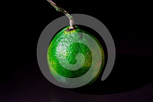 Green nutritious citrus fruit isolated in black background