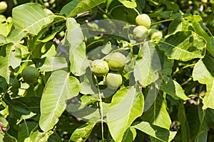 Green nuts in a nut tree