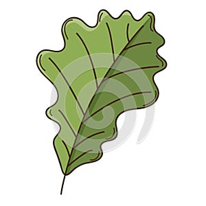 Green oak autumn leaf. Botanical, plant design element with outline. . Doodle, hand-drawn. Flat design. Color vector