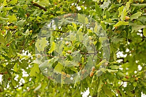 Green oak branch with acorns