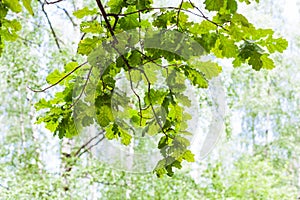 Green oak branch in forest in sunny summer day