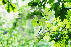 Green oak foliage in summer rainy day