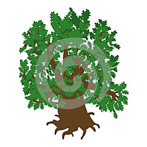 Green oak icon isometric vector. Old green freestanding deciduous tree with root