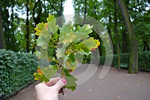 Green oak leaf in hand