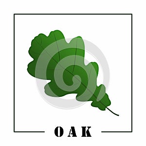 Green oak leaf and the inscription oak. Design element. Vector illustration