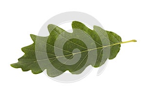 Green oak leaf isolated on white