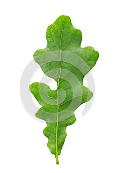 Green oak leaf. Isolated on a white background