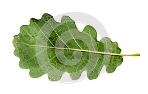 Green oak leaf isolated on white background