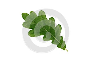 Green oak leaf isolated on white background