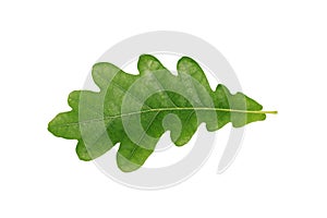 Green oak leaf isolated on white background