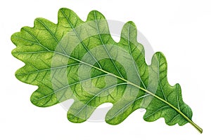 Green oak leaf isolated on white background. A green oak leaf isolated on a white background, emphasizing its intricate veins and
