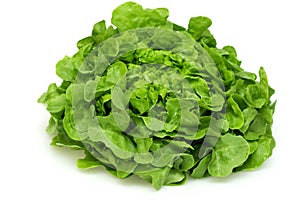Green oak leaf lettuce