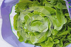 Green Oak Leaf Lettuce