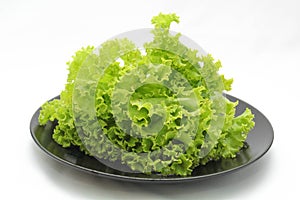 Green oak leaf lettuce