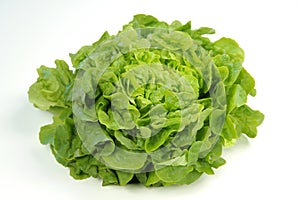 Green oak leaf lettuce