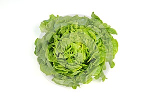 Green oak leaf lettuce