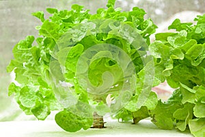 Green oak leaf lettuce in the farm