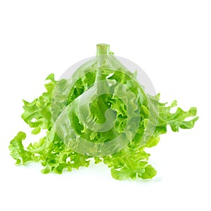 Green oak leaf lettuce isolated on white background