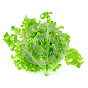 Green oak leaf lettuce isolated on white background