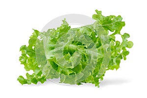 Green oak leaf lettuce isolated on white background.