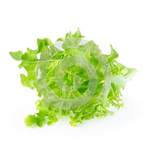 Green oak leaf lettuce isolated on a white background