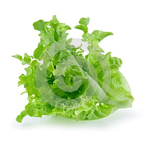 Green oak leaf lettuce isolated on a white background