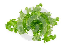 Green oak leaf lettuce isolated on a white background