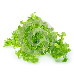 Green oak leaf lettuce isolated on a white background