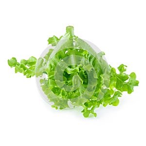 Green oak leaf lettuce isolated on a white background