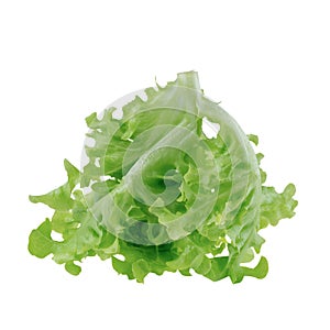 Green oak leaf lettuce isolated on a white background