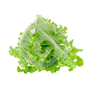 Green oak leaf lettuce isolated on a white background