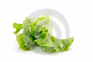 Green oak leaf lettuce isolated on white background.