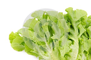 Green oak leaf lettuce isolated on white background.