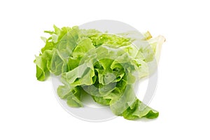 Green oak leaf lettuce isolated on white background.