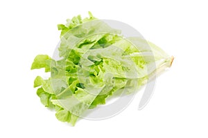 Green oak leaf lettuce isolated on white background.