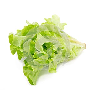 Green oak leaf lettuce isolated on white background.