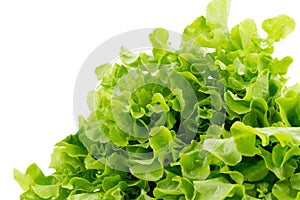 Green oak leaf lettuce isolated on white background.