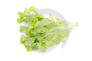 Green oak leaf lettuce isolated on white background.