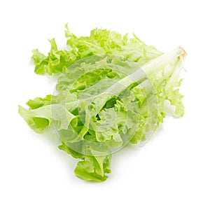 Green oak leaf lettuce isolated on white background.