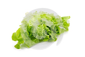 Green oak leaf lettuce isolated on white background.