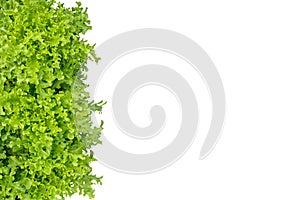 Green Oak Leaf lettuce isolated on white background, clipping pa
