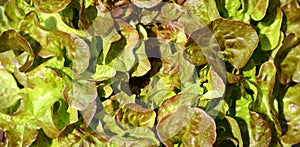 Green oak leaf lettuce salad closeup background. Fresh organic lettuce healthy food. Organic vegan and vegetarian