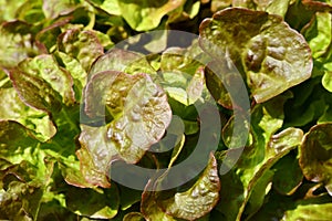 Green oak leaf lettuce salad closeup background. Fresh organic lettuce healthy food. Organic vegan and vegetarian