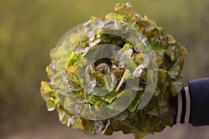 Green oak leaf lettuce salad head closeup on blurred background in hand. Fresh organic lettuce healthy food. Organic