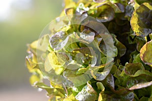 Green oak leaf lettuce salad head closeup on blurred background for text. Fresh organic lettuce healthy food. Organic