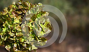 Green oak leaf lettuce salad head closeup on blurred background for text. Fresh organic lettuce healthy food. Organic