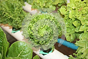 Green Oak, Leaf Lettuce