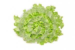 Green oak leaf lettuce on white background