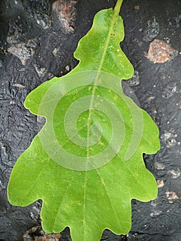 A green oak leaf lying on the asphalt on the street