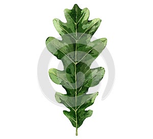 Green oak leaf. Watercolour tree leaves. Botanical illustration isolated on white background.